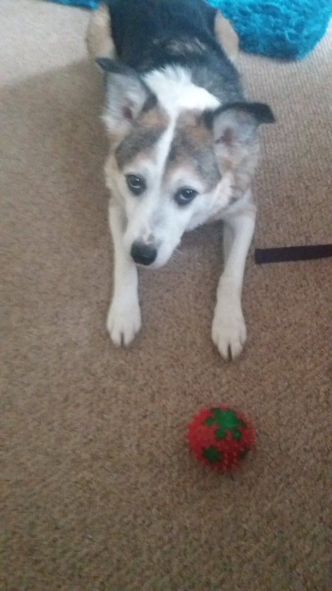 natti_gd's tweet photo. When your trying to do #freelance  work....but someone has other ideas! #iwanttoplay https://t.co/EYFzbgjoFa