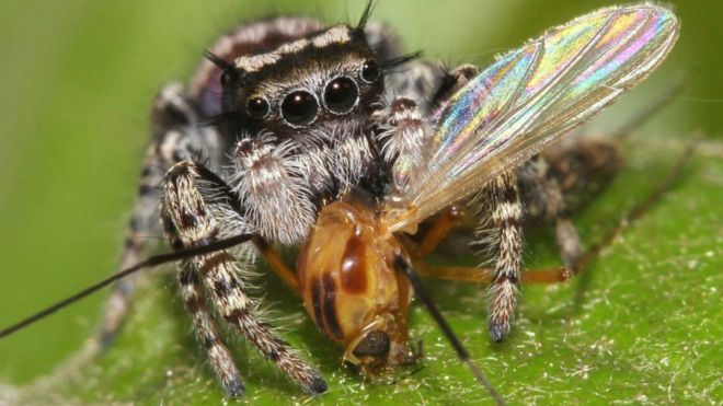 Kitchengears's tweet photo. Spiders top the global predator charts. https://t.co/6P04ipvuNz https://t.co/b8pstcRatU