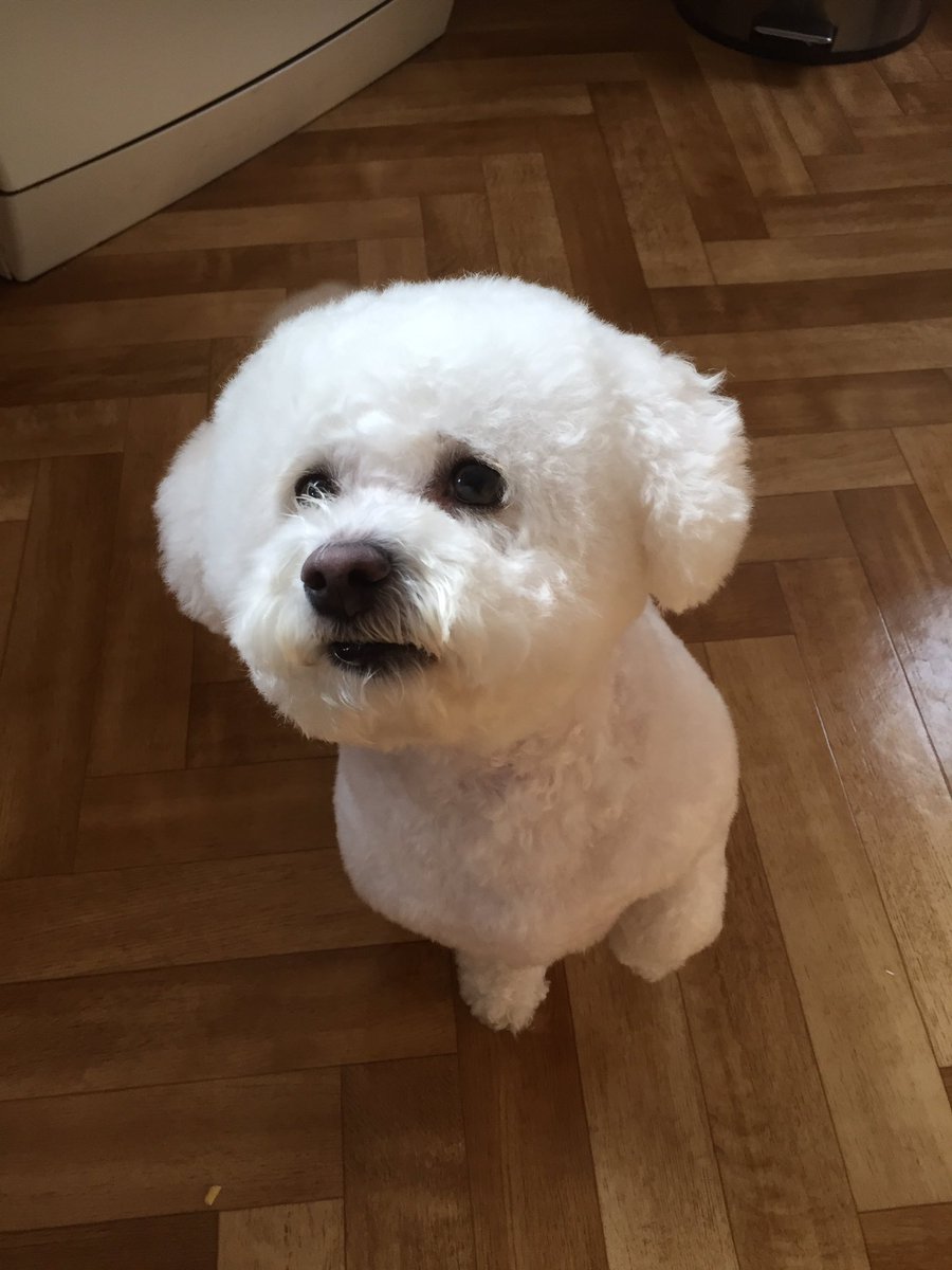 <a href="/londonbichons/">LondonBichons</a> Lotties just back from the groomers...