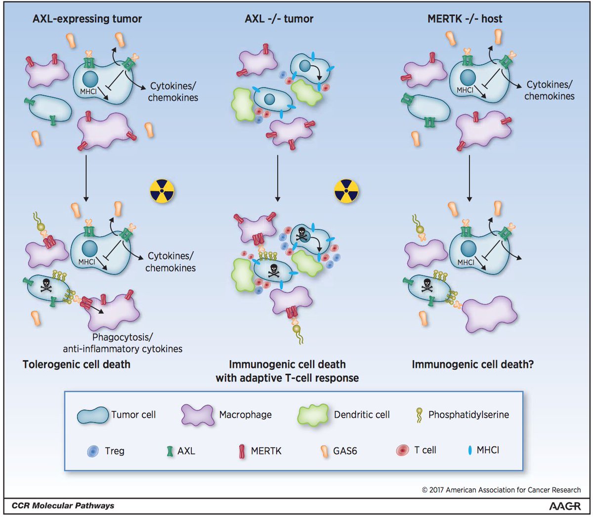 SKCRP's tweet photo. New from Dr. Giaccia et al- AXL role in immune evasion in cancer #kidneycancer  https://t.co/9Cx6MQabKF https://t.co/0ZUEKS6mVc