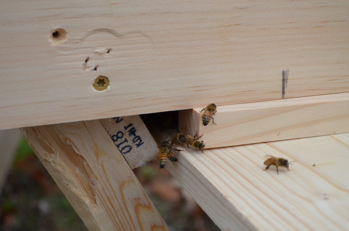 fengphysics's tweet photo. @ChipHouston1976 @TusseyTweets @MVPSchool  We just installed the bees this morning! @kirstenbeard https://t.co/RmeeJpzTEG