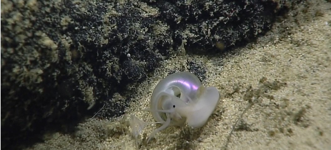echinoblog's tweet photo. The deepsea snail Gaza, caught tumbling by #Okeanos on Howland Island 2197m https://t.co/VyznVqA4PW