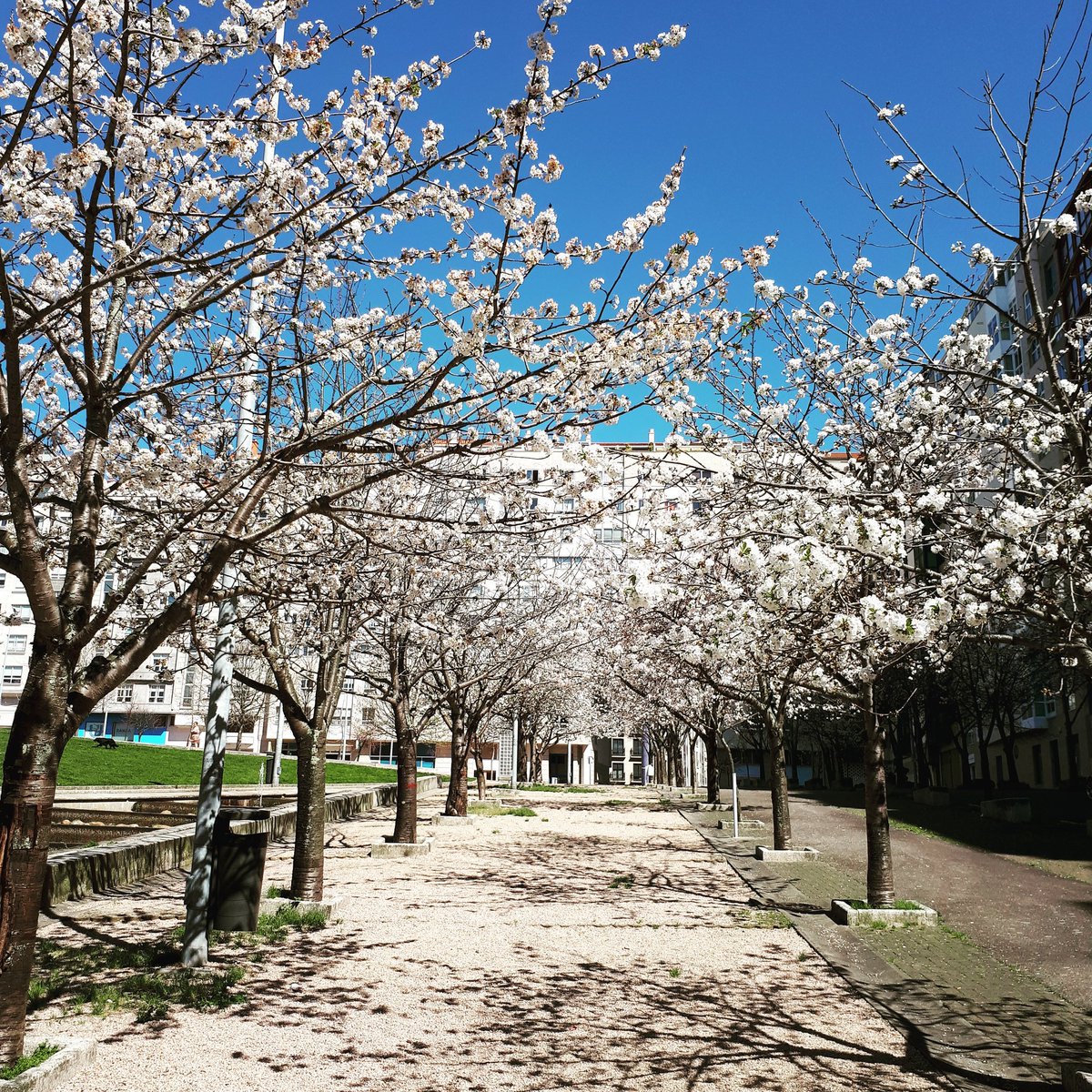 Araceli otero Valiña (@araceliotero) on Twitter photo 