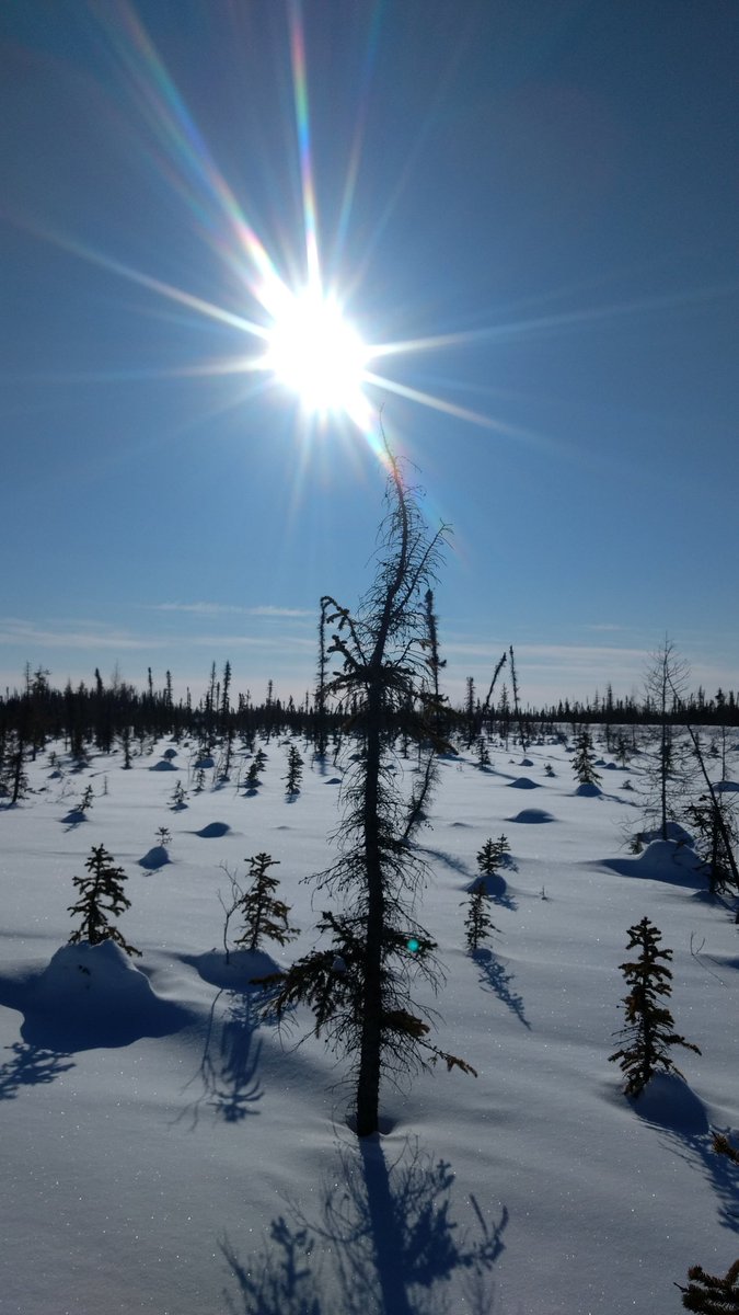 Roaming. #arctic #NWTSecrets #inuvik