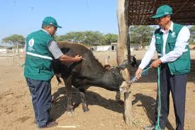 Senasa_Peru's tweet photo. Nuestros Servidores del Campo realizan todos los días acciones preventivas contra #Ántrax como vacunación masiva de crianzas en el norte. https://t.co/Bk2e1O1nMd