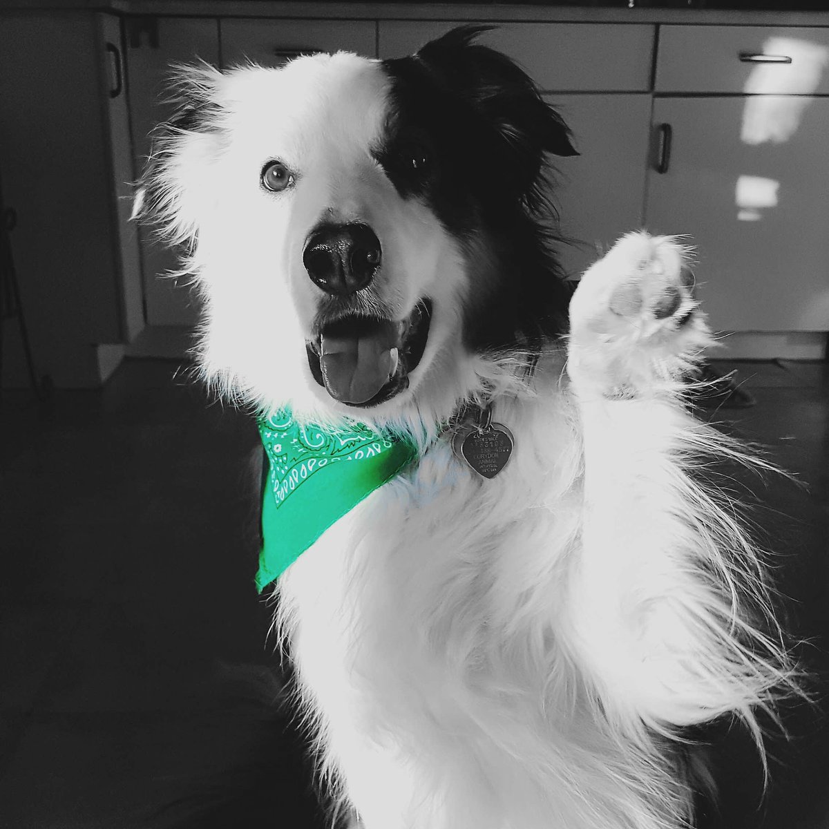 borderKyle's tweet image. Maybe I'll wear green until spring arrives to help brighten things up 🙄 #highfive