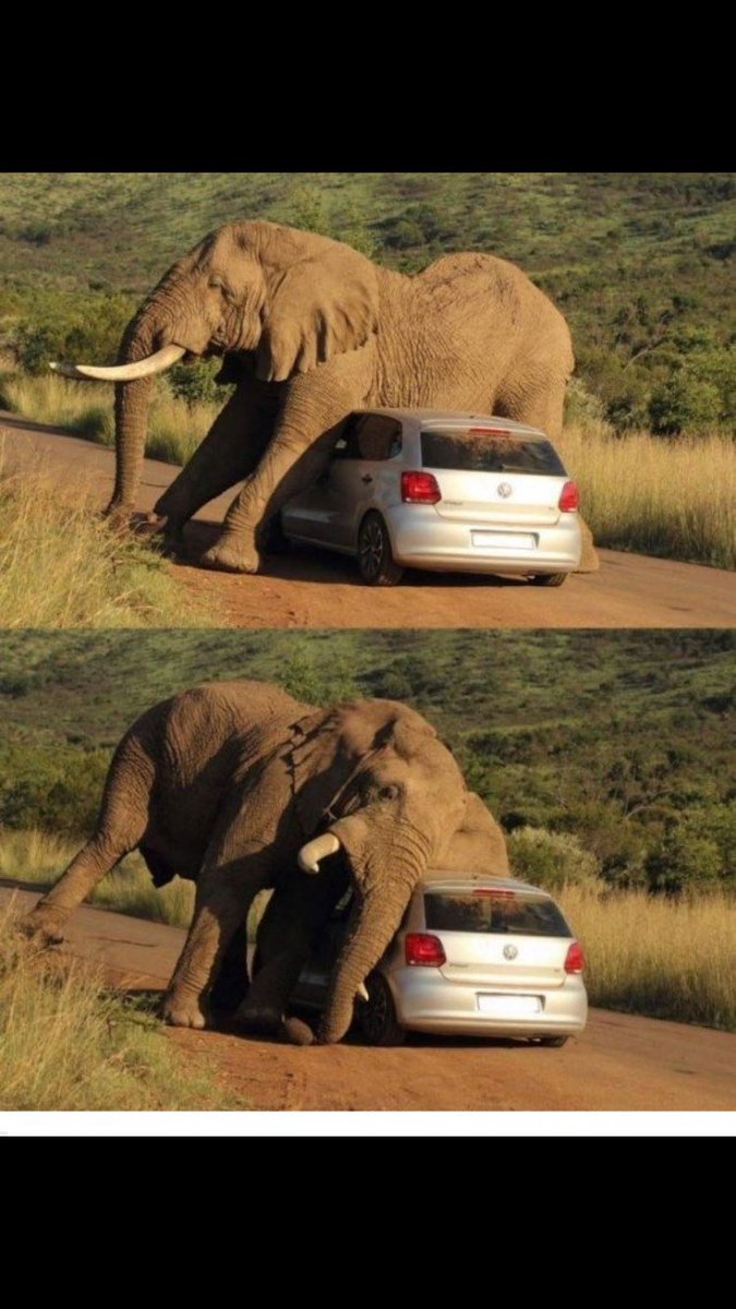 scorciafabian1's tweet photo. @ClaudiaLopez adivinen quién estaba manejando el carro y no se dio cuenta del elefante https://t.co/ZflSjDn4H4