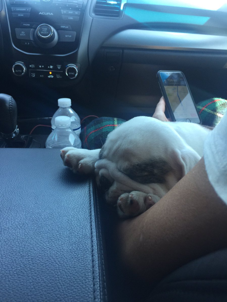 okdestiin's tweet photo. GUYS!!! I JUST GOT A FRICKEN ENGLISH BULLDOG!!!!!! OMG https://t.co/8EYNFwsTMN