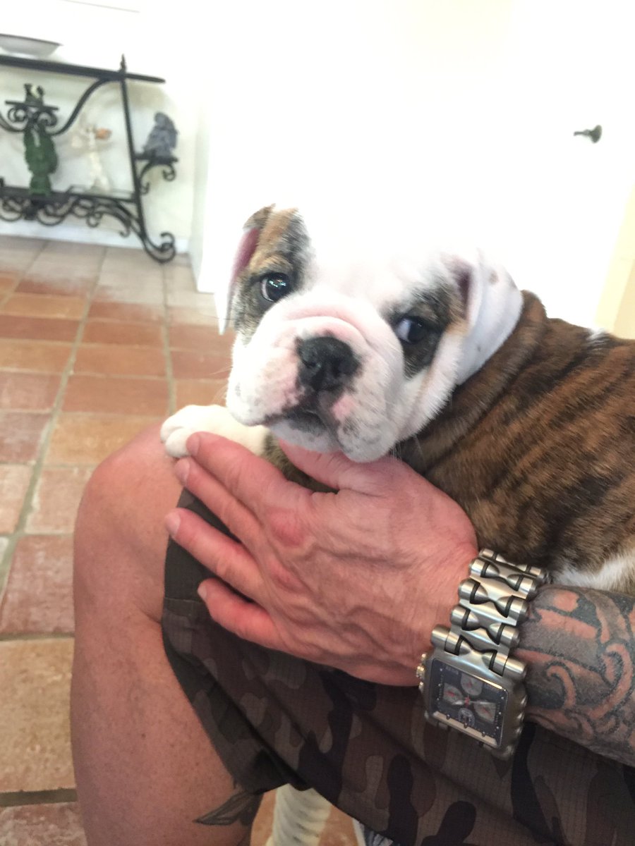 okdestiin's tweet photo. GUYS!!! I JUST GOT A FRICKEN ENGLISH BULLDOG!!!!!! OMG https://t.co/8EYNFwsTMN