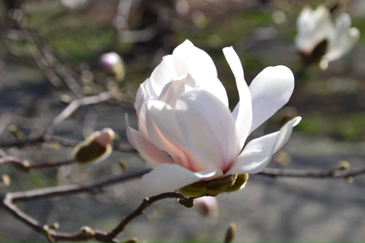 "Quello che vorrei dirti di più bello non te l'ho ancora detto". 
--Nazim Hikmet
#ilversocheamo <a href="/La_Lettura/">la_lettura</a>