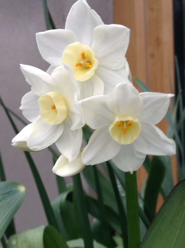 LkGrower's tweet photo. #narcissus #tazetta just coming into flower in the garden today. Smells amazing https://t.co/mZeqF7AoEl