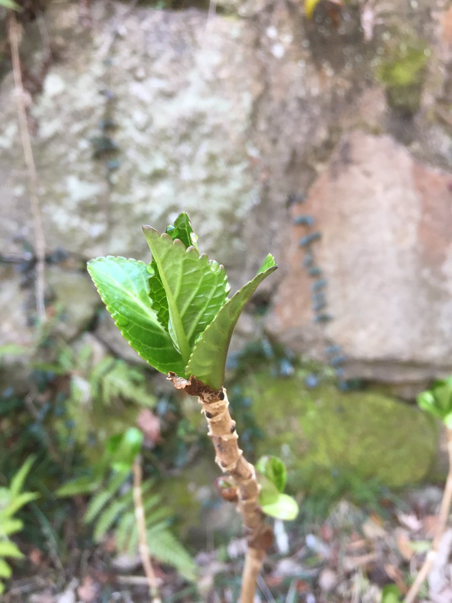 MukuneToji's tweet photo. It is surprising to know that the Great nature always working to nurture lives while we do not know in a cold Winter days..Lovely.. https://t.co/AmndWp3Wyx