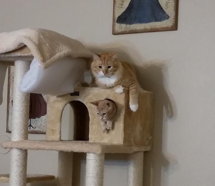 Ollie <a href="/yolo_spca/">Yolo County SPCA</a> foster and his new friend Theo #AdoptDontShop #fosteringsaveslives #ycspcafoster