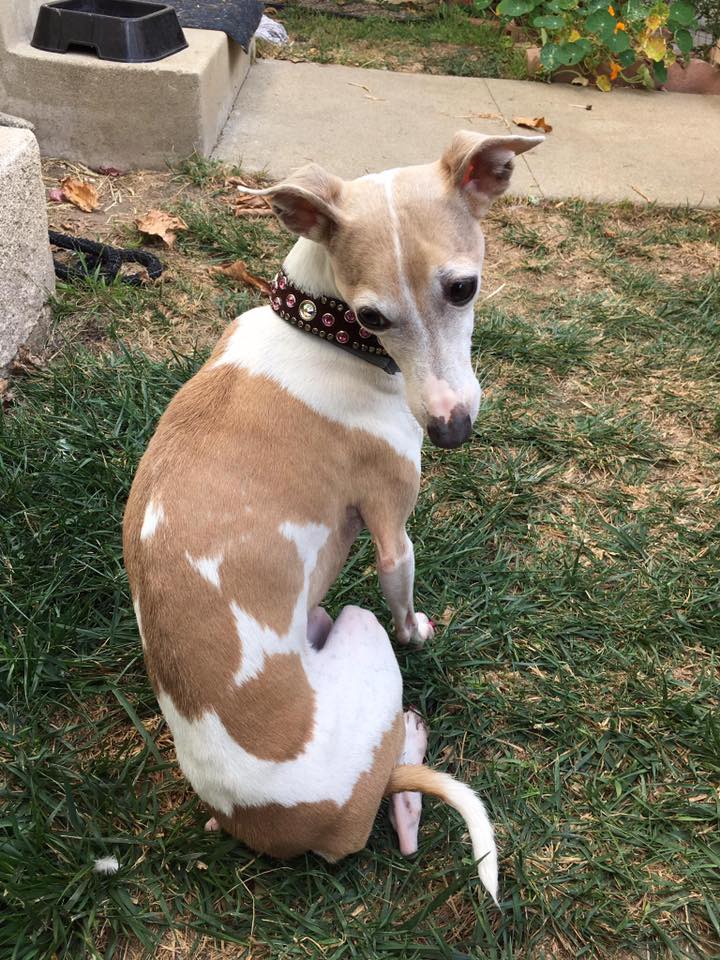 CartoonizeMyPet's tweet photo. It's Spotted Saturday again! Thanks to Silver Mink for this adorable photo of her spotted dog! #spottedsaturday #dog #pets https://t.co/AYeztyaXJE