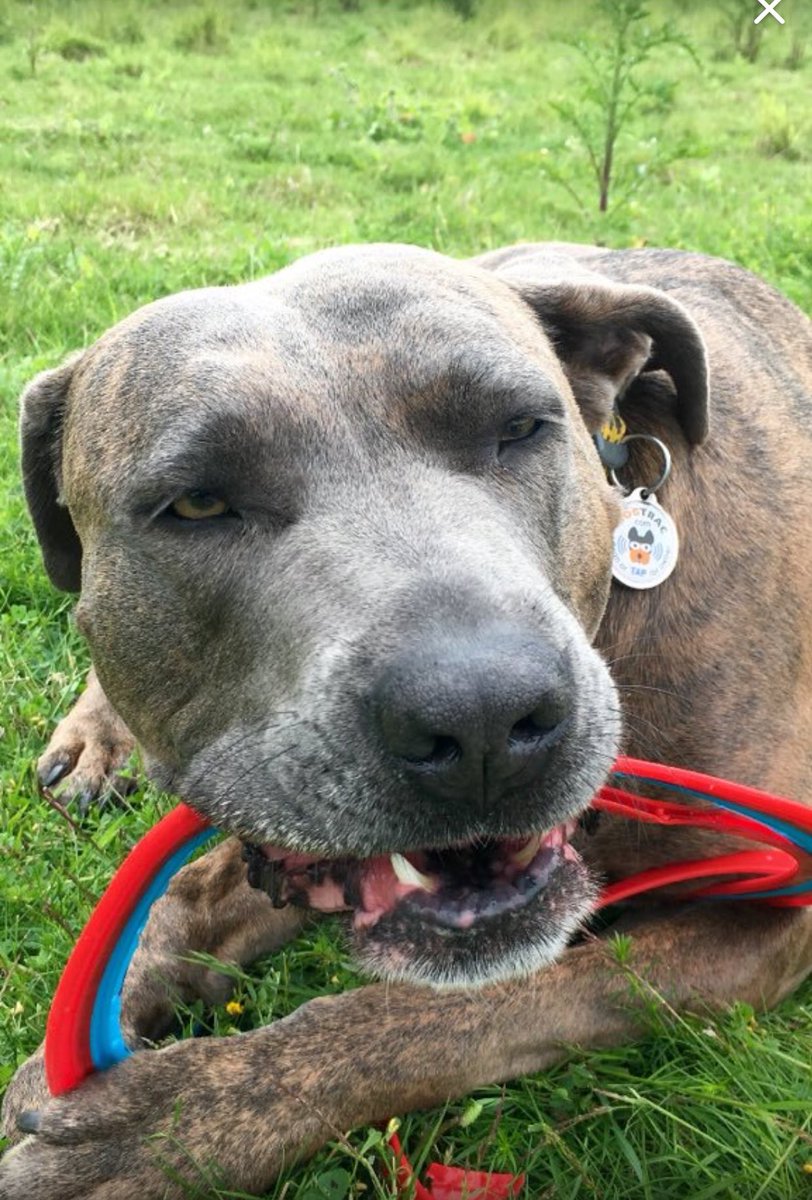 trac_dog's tweet image. Another happy customer @TToplis1 showing off our DogTrac ID Tag #dog #dogs #dogsoftwitter