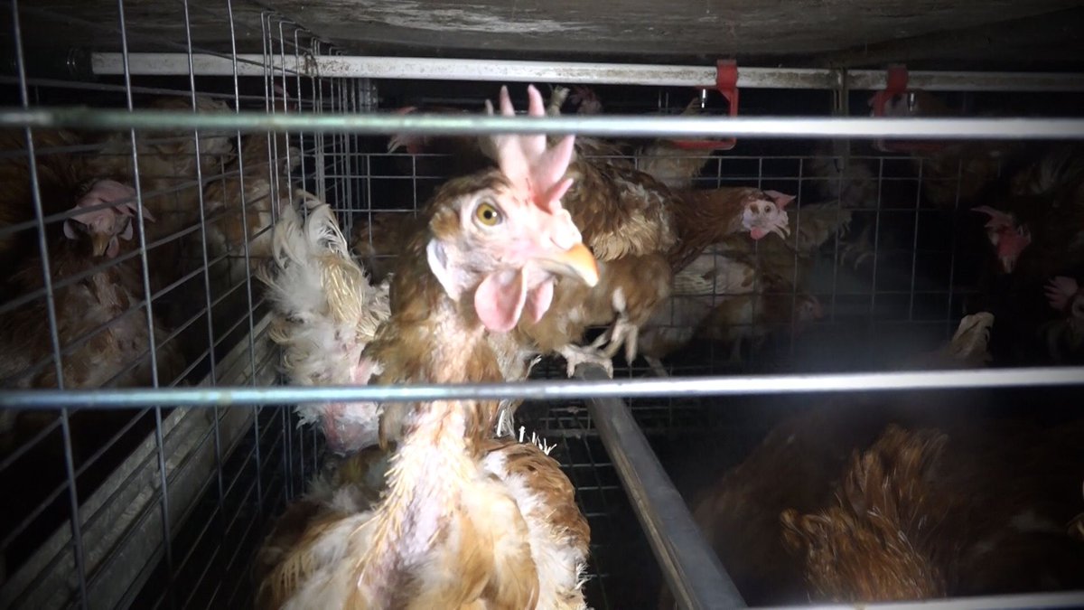 TheHumaneLeague's tweet photo. She is why we fight for animals. https://t.co/Baq68raRo4 https://t.co/LLSUNVDgk1
