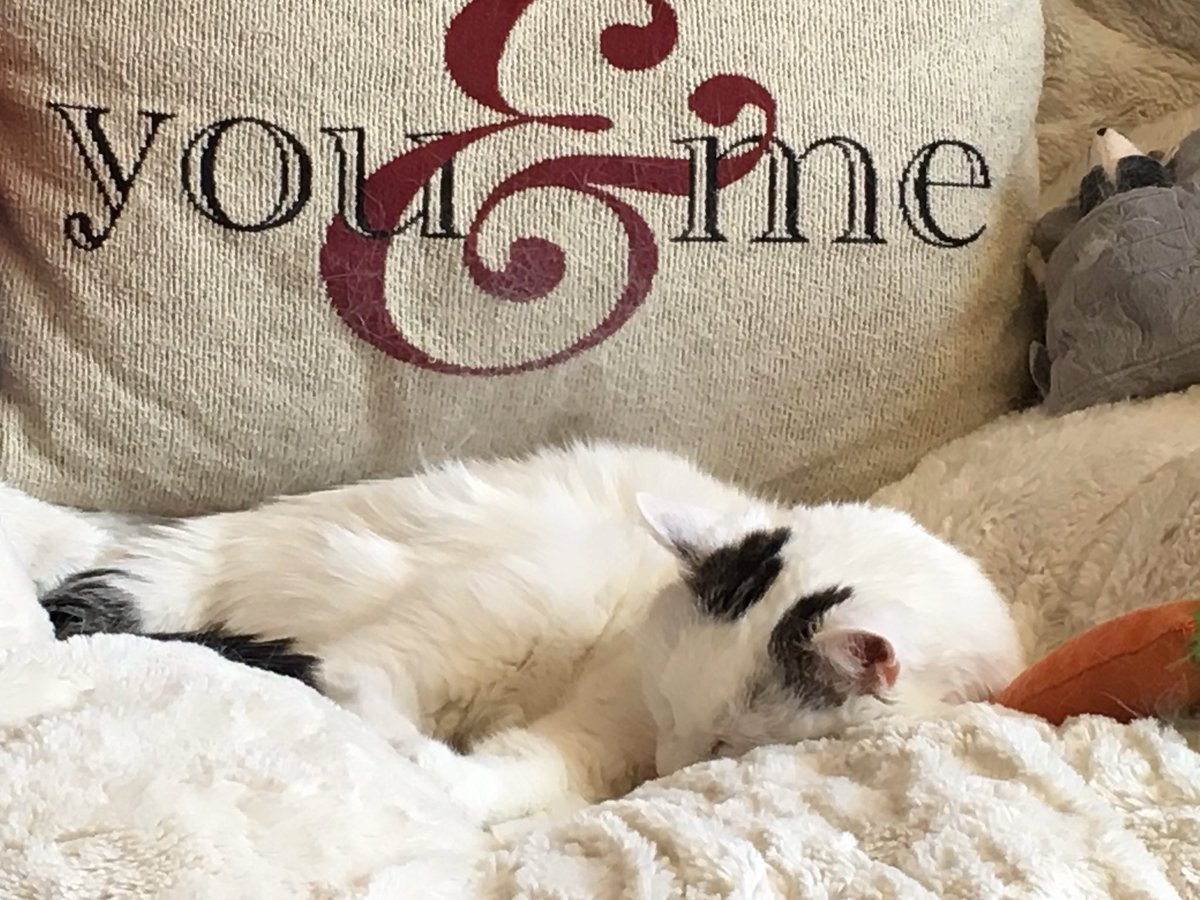PeachyPoopers's tweet photo. A #purrfect #Caturday ! #catlove #catnap #Sleepyhead https://t.co/0Rx6gdrp87
