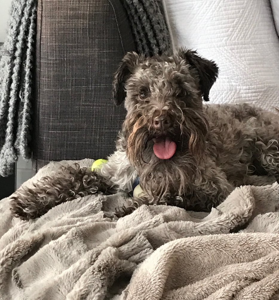 dailemac's tweet photo. HELP - LOST DOG:“Hitchens” in Bowness. Please retweet! Call 403-926-3192. Reward if found. @nenshi @PetRecoveryYYC @YYCLostPet @yyclostdog https://t.co/KWpOr3UHsR