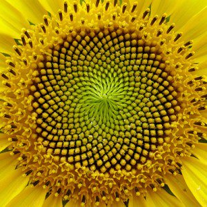 Aria_DiMezzo's tweet image. Complaining about #ToolFans again, hoping to get through to them: you&apos;re being sold… anarchistshemale.com/2017/03/19/too…