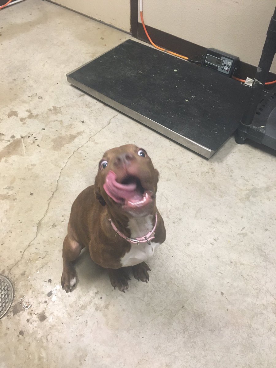 "Pitbulls são perigosos"