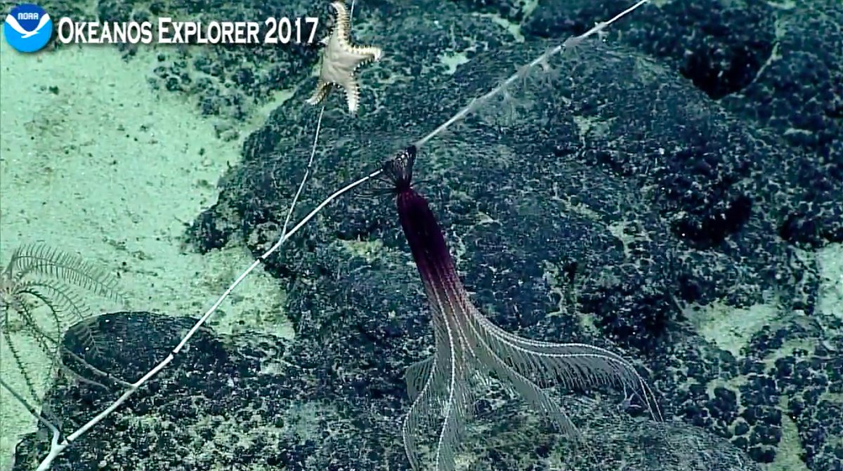 Oceanwire's tweet photo. we got sucked into the #Okeanos live-dive! 
Here's a seastar &amp; a purple crinoid draped on dead coral
Howland Islands, Pacific Ocean @ ~2000m https://t.co/DiOxuW9Gsy