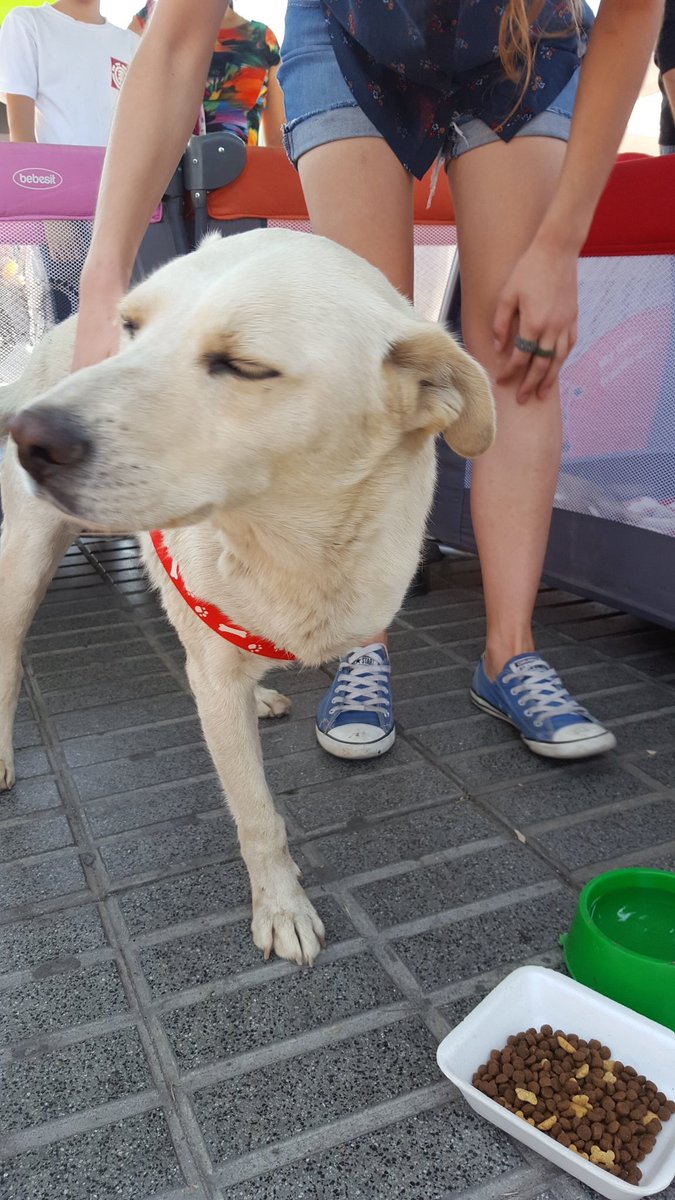 patrmarsh's tweet photo. Dueños dicen q'no quieren q'vuelva pq rompe todo 😠
Tierno 🐶 nec.urgente temporal/adopción no puede quedar más días en la calle
@_crazyvibes https://t.co/Z258pNWSNL