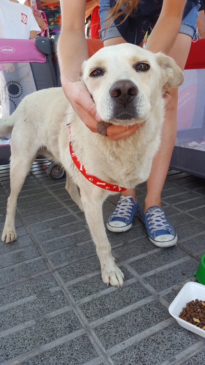 patrmarsh's tweet photo. Dueños dicen q'no quieren q'vuelva pq rompe todo 😠
Tierno 🐶 nec.urgente temporal/adopción no puede quedar más días en la calle
@_crazyvibes https://t.co/Z258pNWSNL