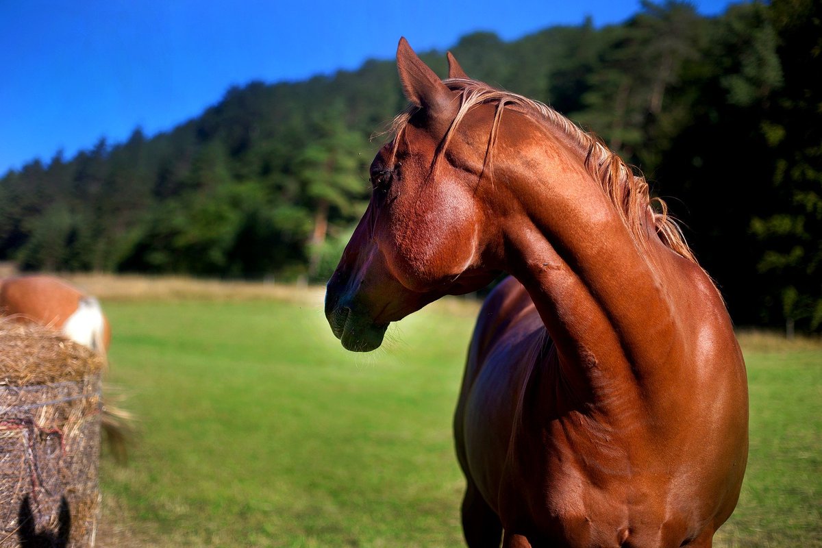 CCLmuster's tweet photo. Really exciting at the moment. We are currently sending out invitations to Equestrian Professionals to attend our amazing event. https://t.co/hIikzStruC