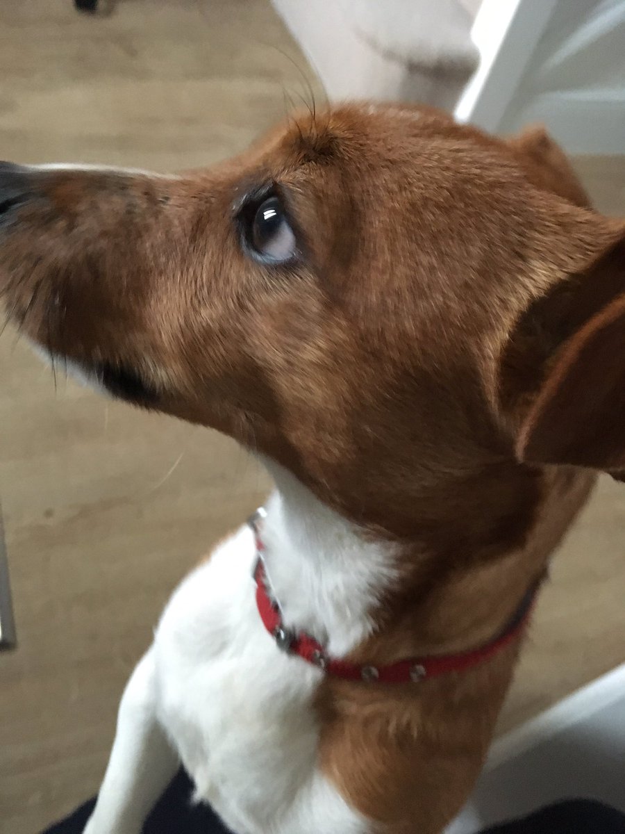 cookie_patel's tweet photo. @Zak_Bagans Hey Zak, my husband and I adopted this little man today, please meet Ben. #rescue #lovingboy. X https://t.co/LQb8Yk34O9