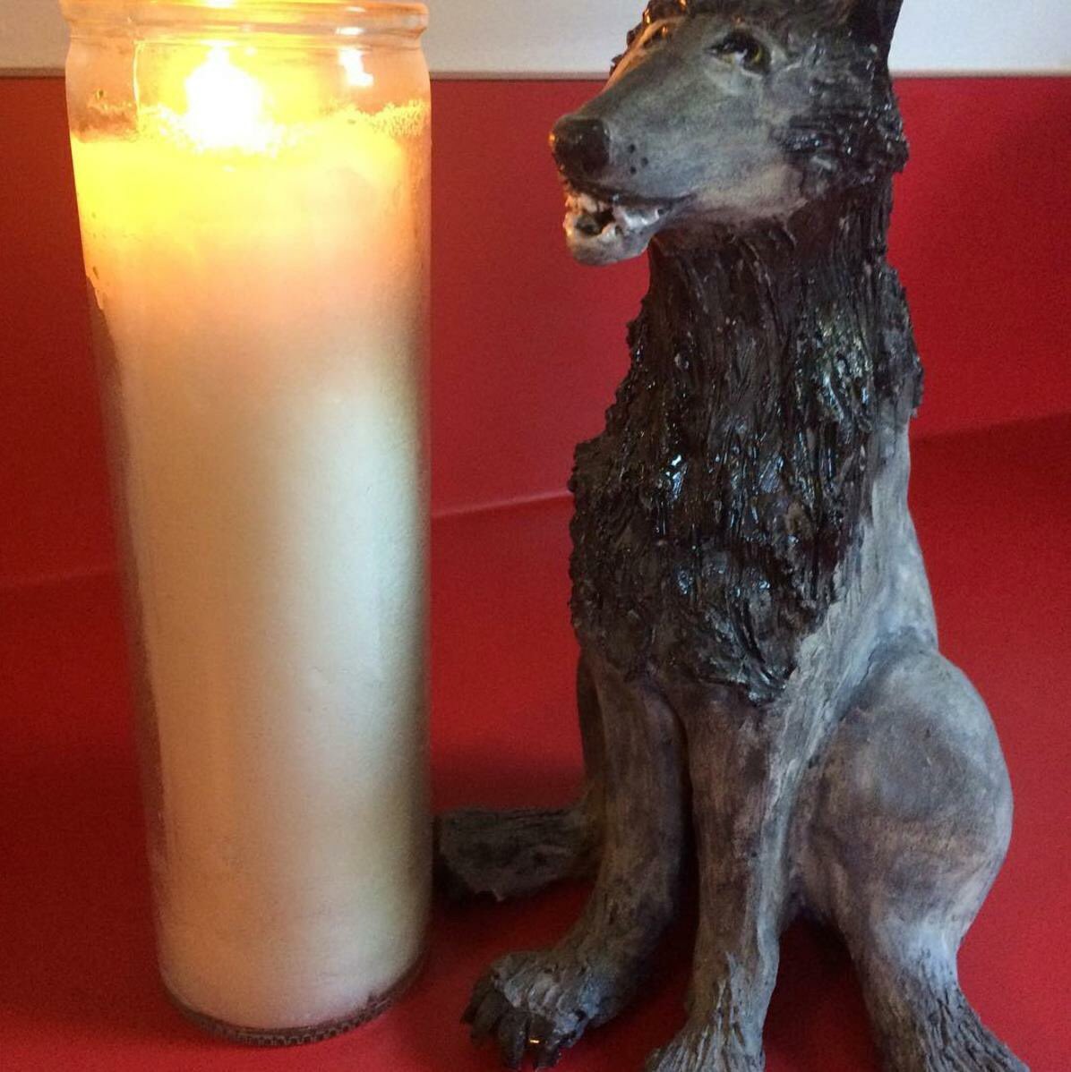 One year and still crying - we miss you Jack! 

#protectourwolves