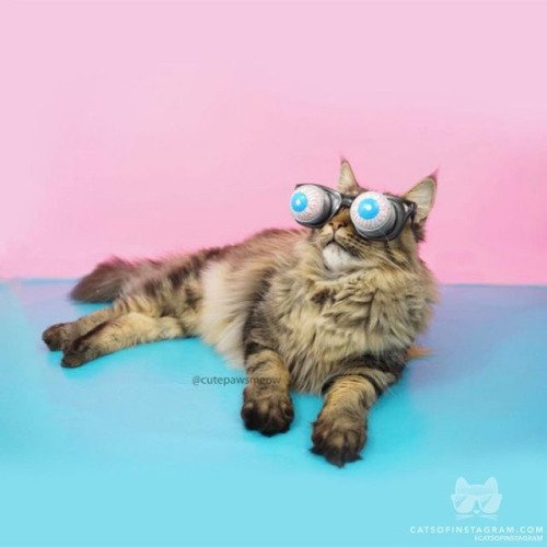 Lolchat's tweet photo. #lolcat - catsofinstagram:

From cutepawsmeow #catsofinstagram [source:... - #lolcats #Caturday #funny https://t.co/ny8YaPT8zd
