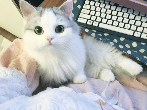 Lolchat's tweet photo. #lolcat - Photo - #lolcats #Caturday #funny https://t.co/OKy9DF9eVF
