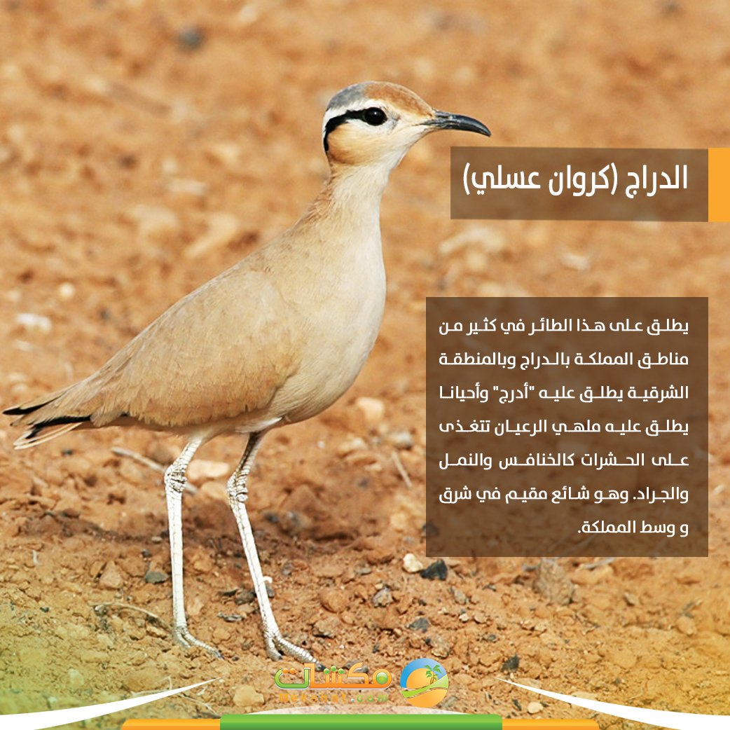 طائر الدراج 
#مكشات