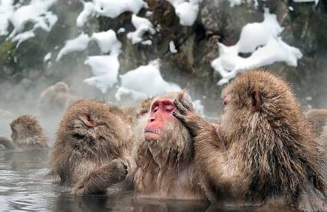 MRsalakas's tweet photo. Love trumps hate! Surround yourself with those who share love #aussieED #MonkeyBae https://t.co/8FVkD5CRiX