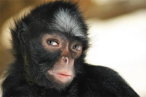 MRsalakas's tweet photo. One look or one word is all it takes. Be the reason a student smiles today π #aussieED #MonkeyBae https://t.co/5d7PwhxCeN
