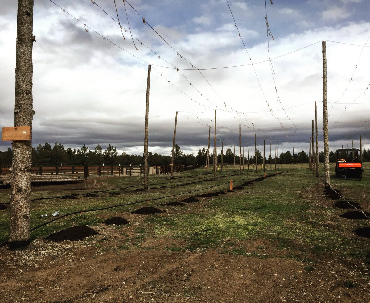 Spring time = work time. #Hops are growing &amp; it's time to cut rhizomes!

#farmlife #centraloregon #hopfarm #inBend #inRedmond #SmithRock