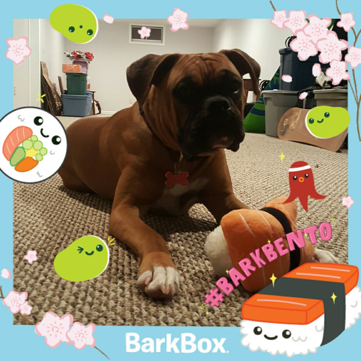 ZachWisman's tweet photo. Who knew Westley liked sushi? @barkbox 
#BarkBento https://t.co/WINwAyAit0