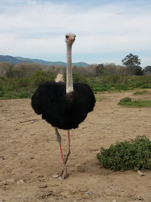 Sideways... anyone? Enjoying beautiful day... wine tasting.. sunshine....ostrich... https://t.co/NZj<a href="/tag/cougar"class="tags"><span>#cougar</span></a><a href="/tag/xxx"class="tags"><span>#xxx</span></a><a href="/tag/milf"class="tags"><span>#milf</span></a><a href="/tag/bigtirs"class="tags"><span>#bigtirs</span></a>