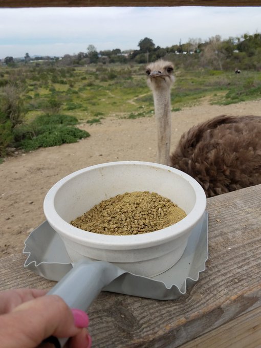 Sideways... anyone? Enjoying beautiful day... wine tasting.. sunshine....ostrich... https://t.co/NZj<a href="/tag/cougar"class="tags"><span>#cougar</span></a><a href="/tag/xxx"class="tags"><span>#xxx</span></a><a href="/tag/milf"class="tags"><span>#milf</span></a><a href="/tag/bigtirs"class="tags"><span>#bigtirs</span></a>