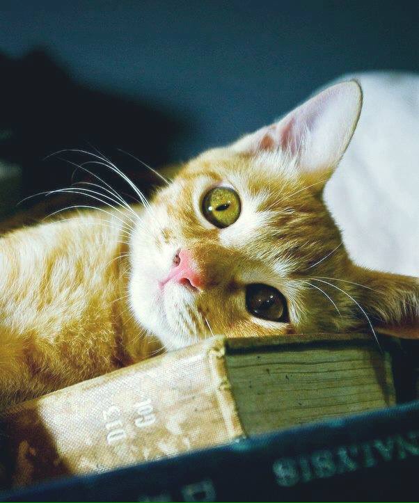 vito diocesano tweet media