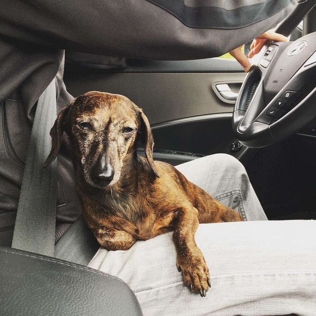JesRN's tweet photo. #rufflife #dogismycopilot https://t.co/eltgECgiJm
