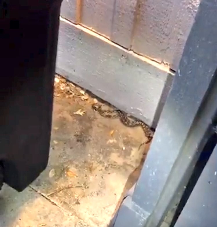 Dk Daena Kramer On Twitter I Think I Found Two Snakes Having