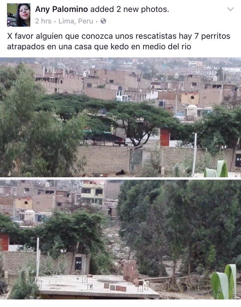 DarleneRosas's tweet photo. URGENTE rescatistas!Son 7 perritos, el lugar es Ricardo Palma en el río entre piedra grande y palomar. Ayuda🙏🏼🙏🏼 https://t.co/FNAfXhomlK