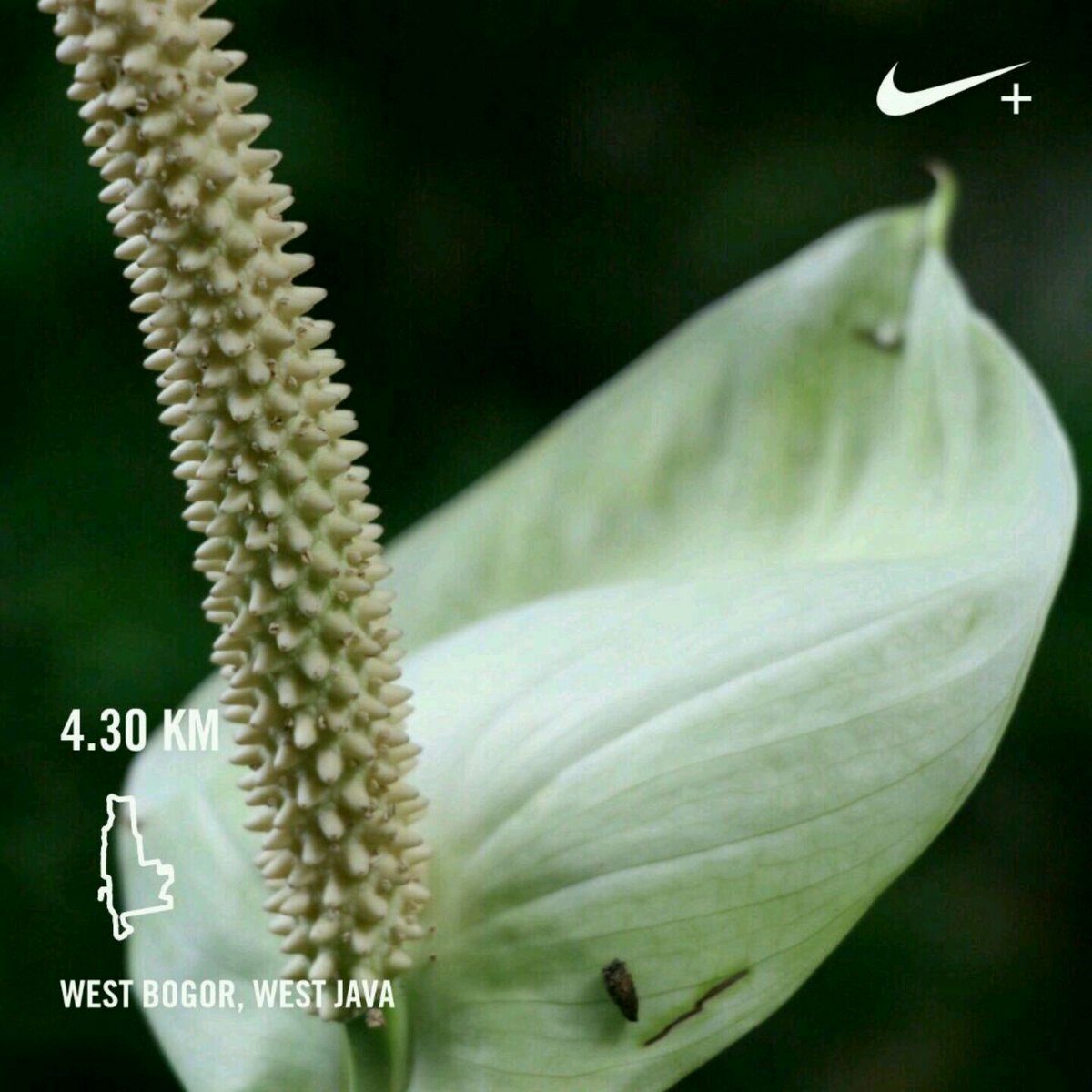 Icoffee (@aditjsicoffee) on Twitter photo 