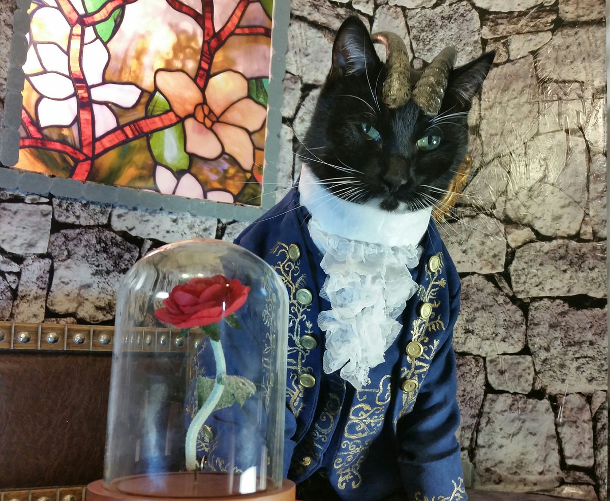 Cat_Cosplay's tweet photo. Someone pointed out if the Prince had been turned into a cat he would have knocked the Rose off of the table years ago.
#BeautyAndTheBeast https://t.co/eXW2l4PeUv