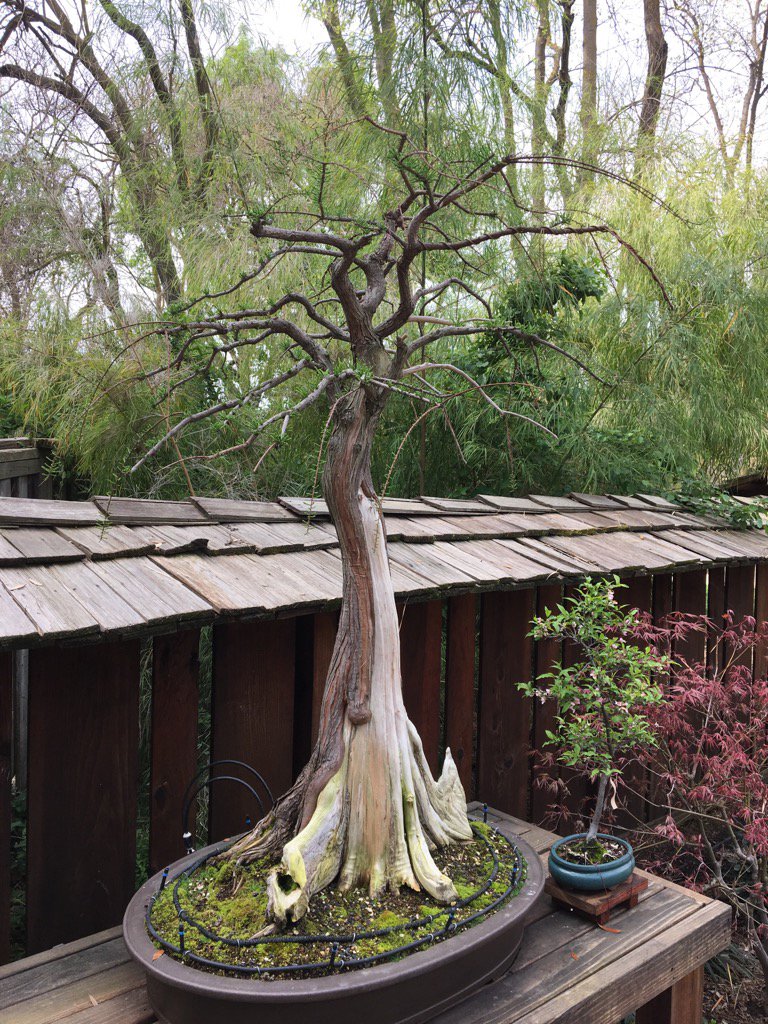 Clark_Bonsai's tweet photo. Enjoy the Shinzen tomorrow! https://t.co/PotPyz3e5D