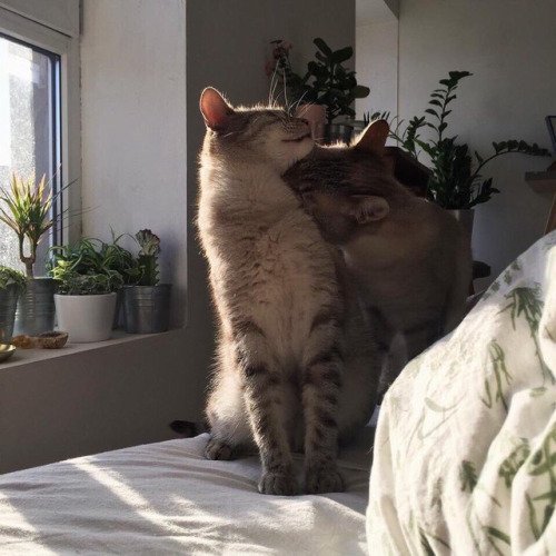 Lolchat's tweet photo. #lolcat - Photo - #lolcats #Caturday #funny https://t.co/MliMOkfgS1
