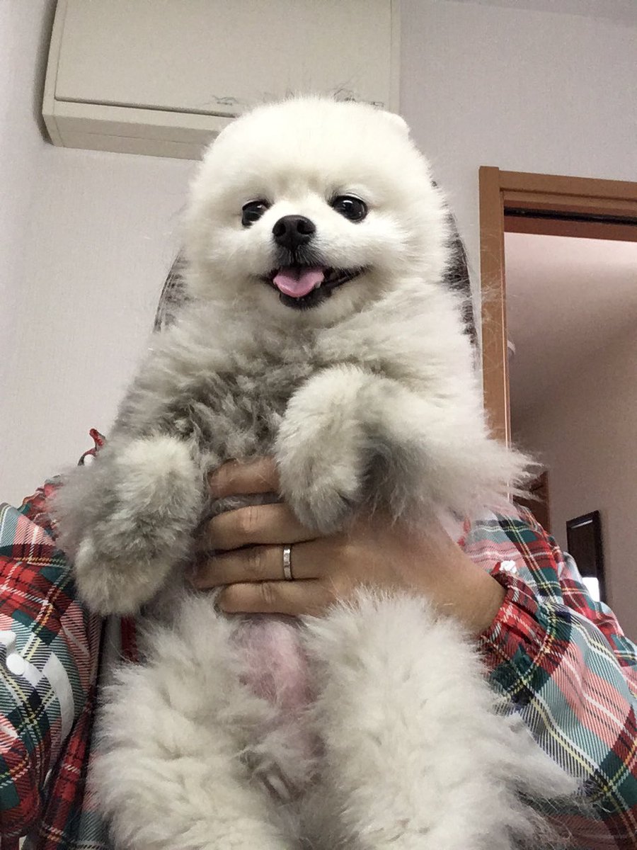 白ポメラニアン コロンちゃん En Twitter おさんぽ終了 今日も汚れた ﾟ ﾉd ﾟ T Co Outjvxuq3v Twitter