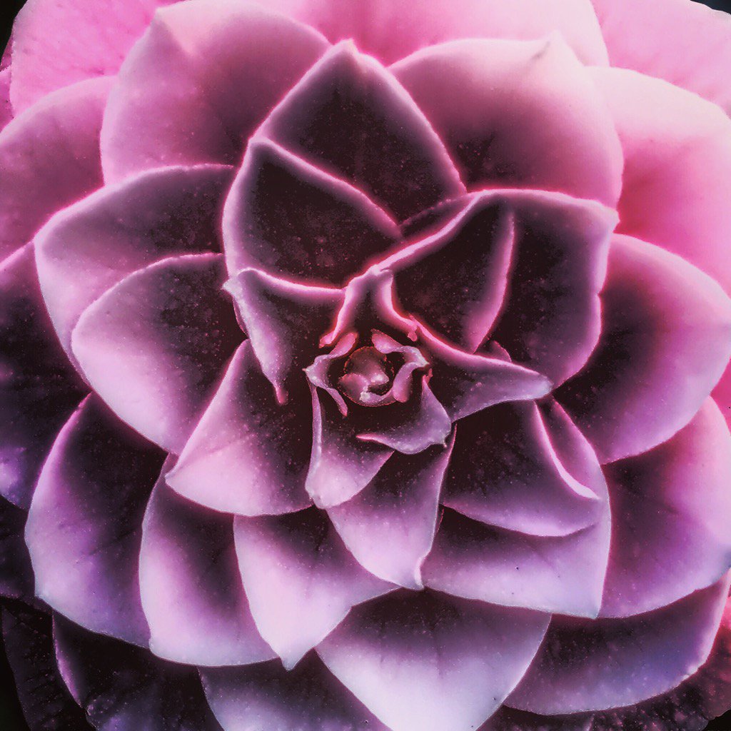 jahdoc96's tweet photo. #springhasalmostsprung #FlowerPower https://t.co/IXhJisd5KC