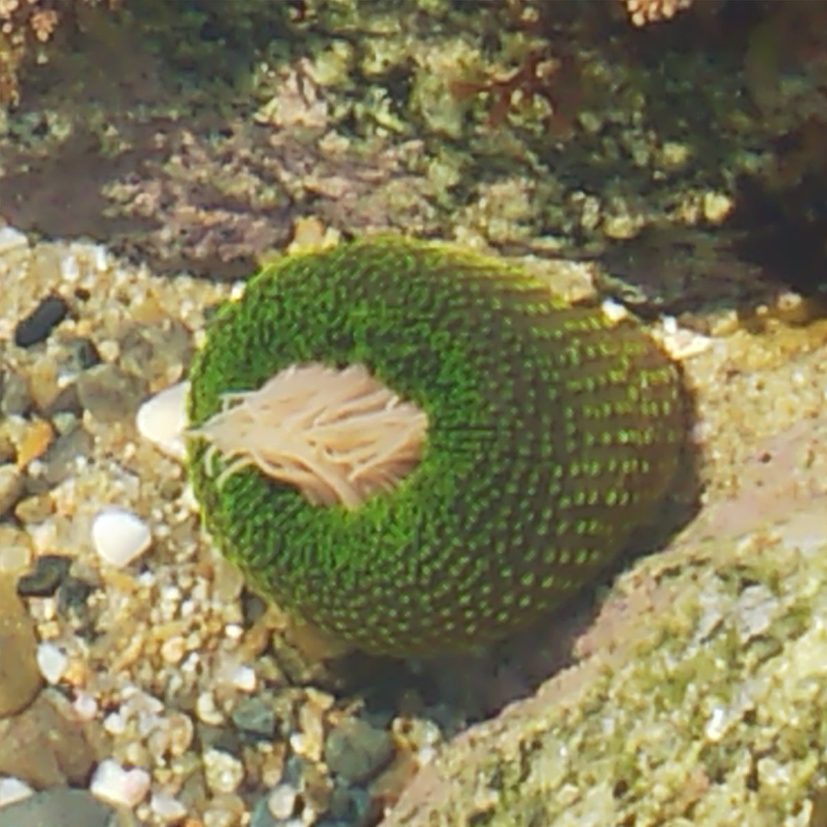 座布団まどう 触手を閉じたミドリイソギンチャク あっかんべーしてるようにも見える Zw Z 3